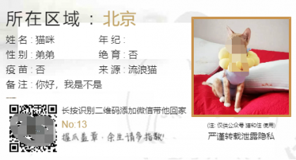 流浪猫流浪狗领养源码-颜夕资源网-第18张图片