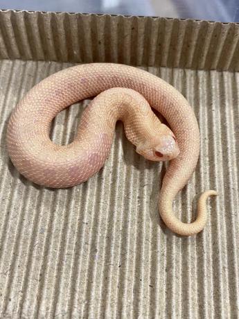 颜夕自繁宠物蛇出售-颜夕资源网-第26张图片