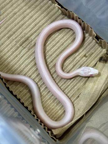 颜夕自繁宠物蛇出售-颜夕资源网-第19张图片