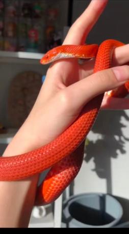 颜夕自繁宠物蛇出售-颜夕资源网-第30张图片