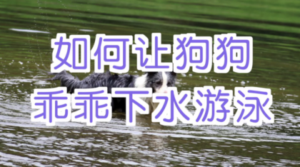 宠物训练-训狗教程Dog Training-颜夕资源网-第20张图片
